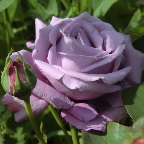Blue Monday® teahibrid rózsa